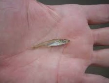 Walleye Fry